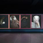 Taharaki-Skyside-Installation-right-wall-Photography-By-Neil-Pardington-1.